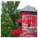 Canadian red maple tree