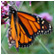 Monarch Butterfly, Canada