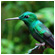 Green brilliant hummingbird